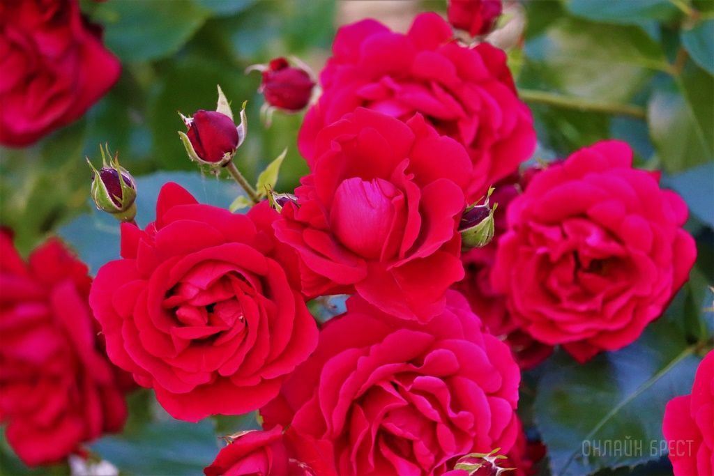 Читатель: Смотрите, какая красота украшает дворик 28-ой брестской школы