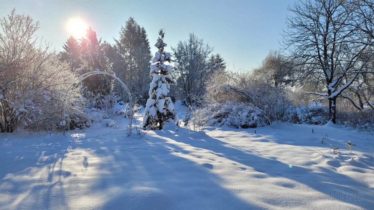Читатель: Зимняя сказка в дендрарии БрГУ им. А.С.Пушкина