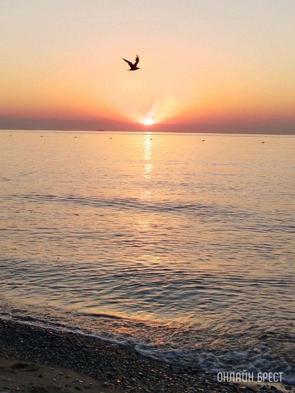 Читательница: Котапки на отдыхе :)) Привет Бресту из Бельдиби (Турция)