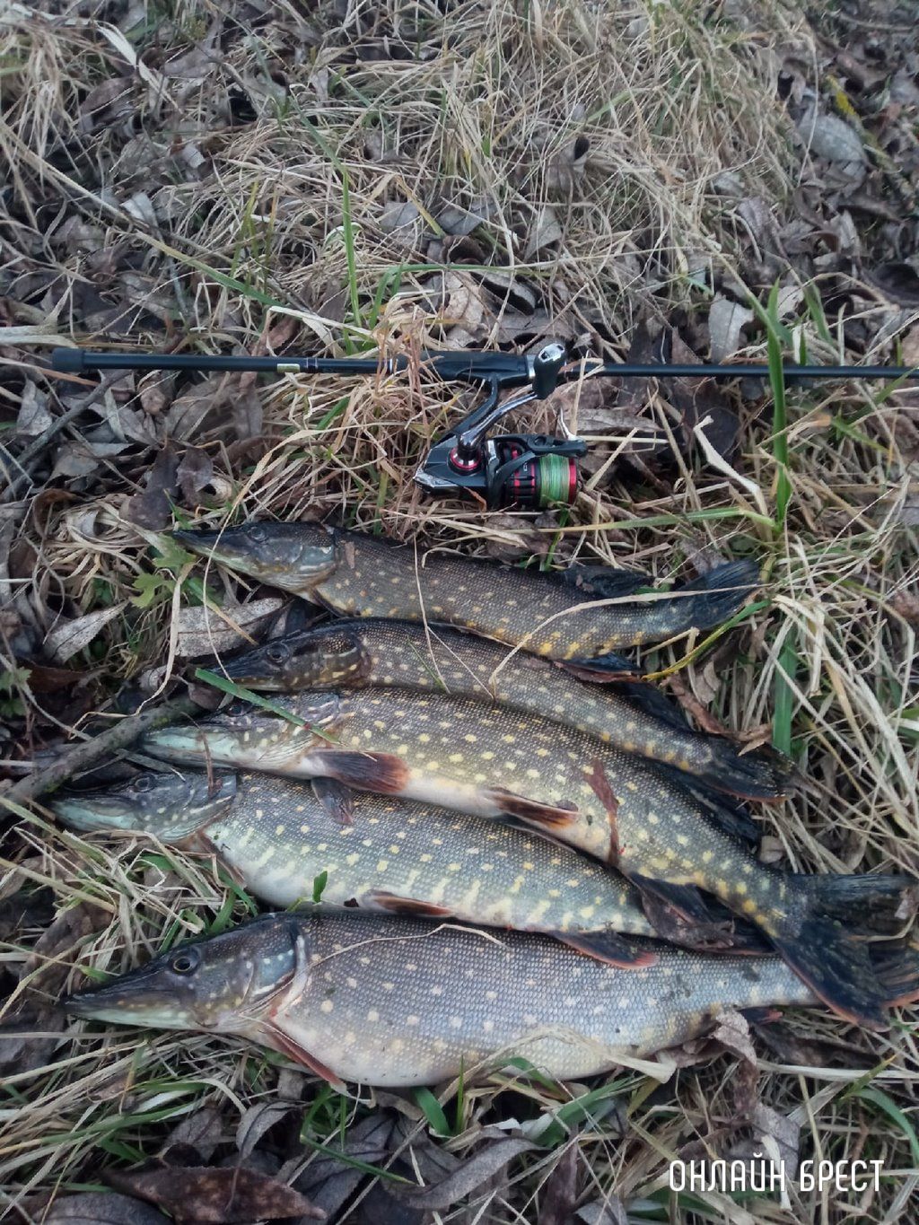 Зимний улов жителя Бреста