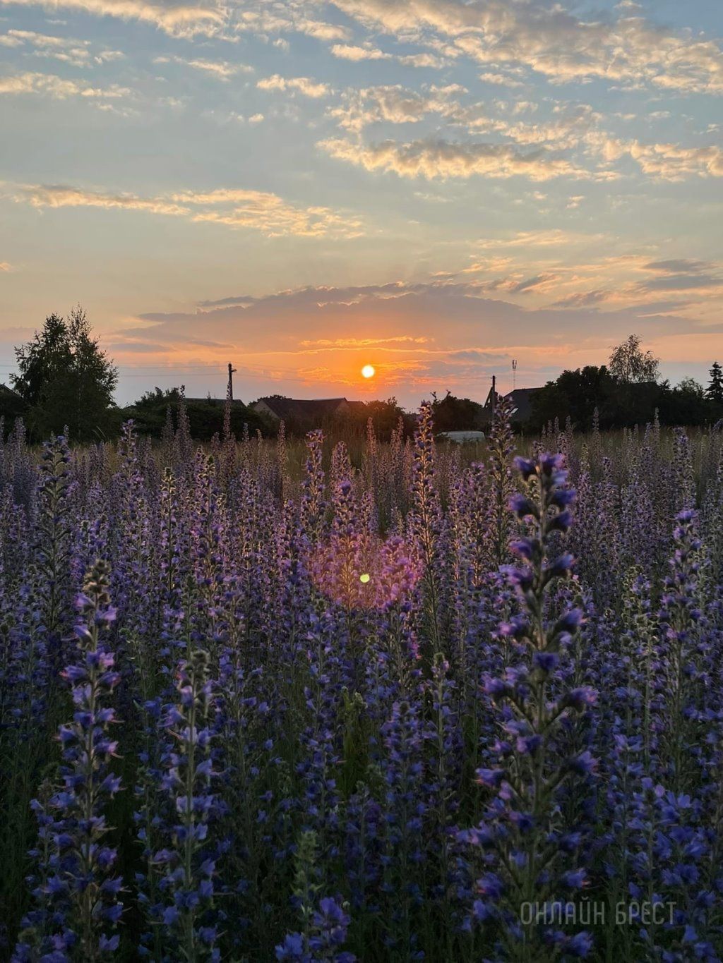Читательница: Закат на Вульке в Бресте