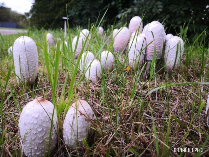 Интересная поляна грибов высыпалась на обочине возле дороги на Красном дворе. Интересно, что это за гриб?
