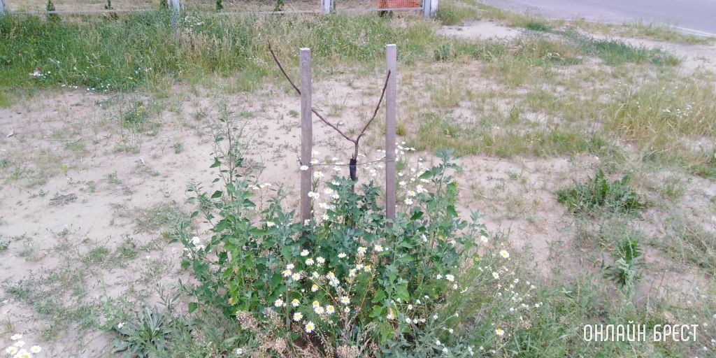 Прошу помощи в обращении внимания на небольшой, по меркам города