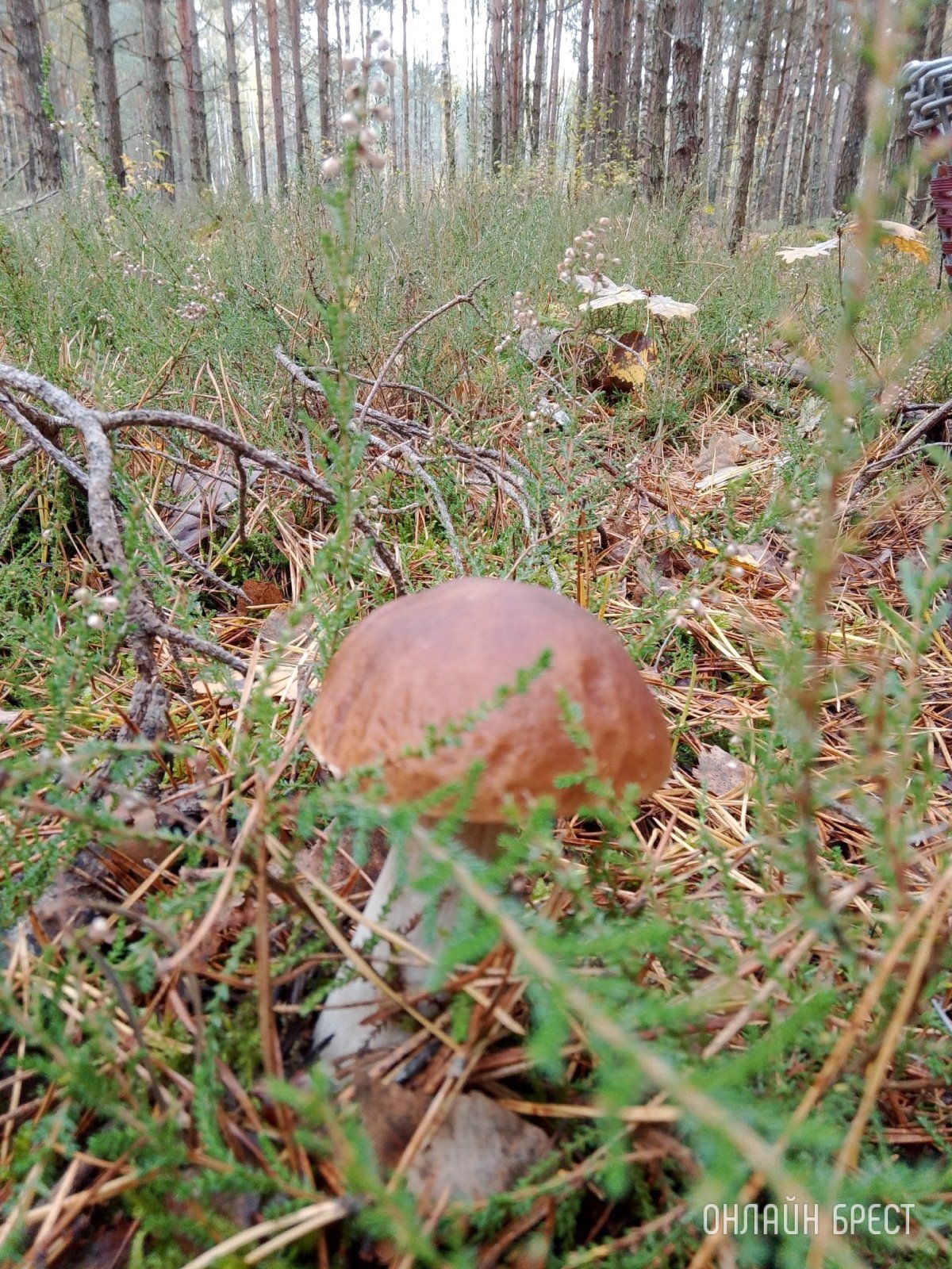 Читатель: Тихая охота удалась!