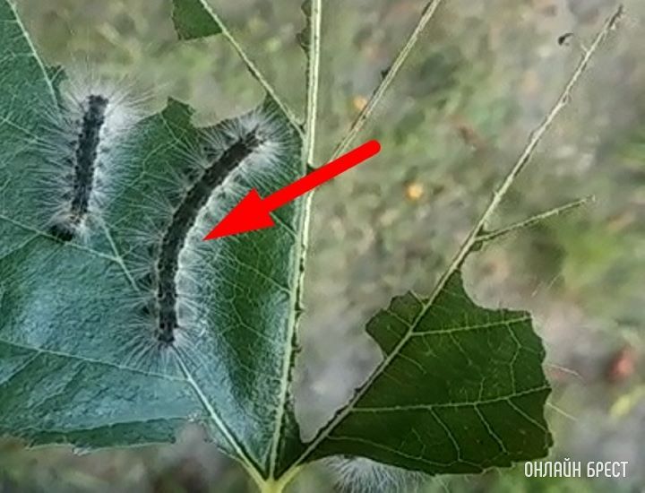В Бресте гусеницы атакуют деревья