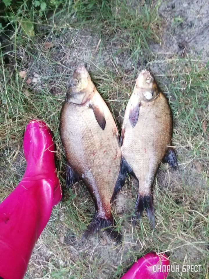 Улов жительницы Бреста