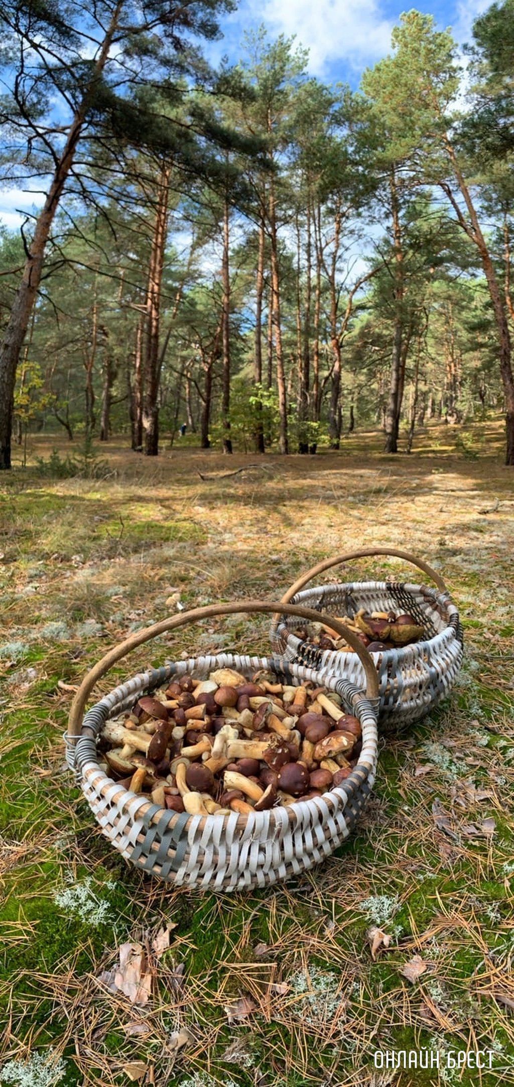 Читатель: Наш грибной «улов». Собрано под Брестом