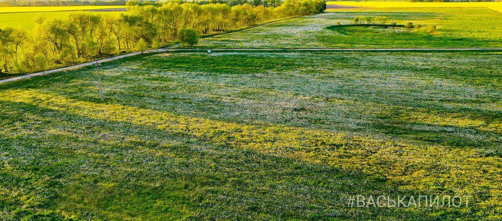 Из жёлтого в белый. Так сейчас выглядит то самое огромное поле одуванчиков, которое находится недалеко от Бреста
