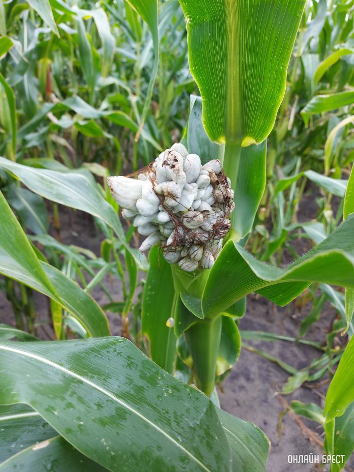 Ходил за грибами. Когда вышел из леса, показалось будто улей на кукурузе. Интересно, что с ней произошло?