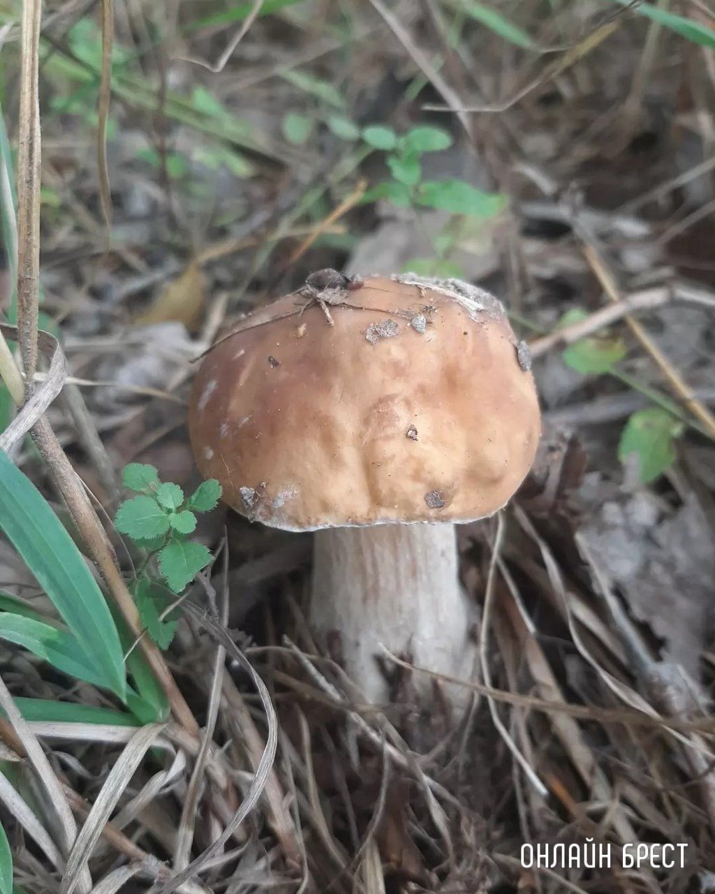 Читатель: Это всё за сегодня! Брестская область, Кобринский район