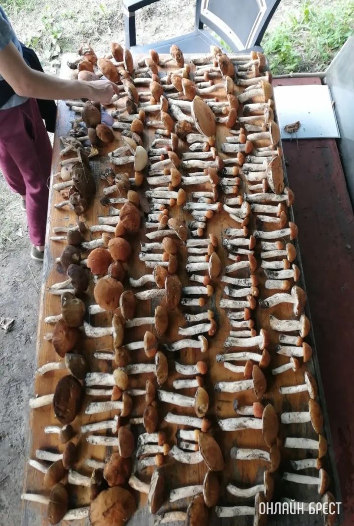 193 красноголовиков, 32 бабки, 5 белых. Насобирали втроем за 3 часа в Пружанском районе