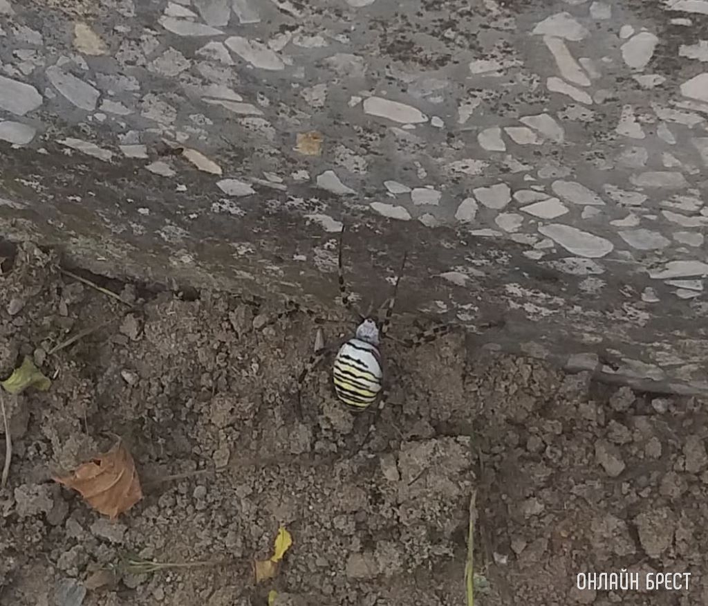 Что это за паук? Фото сделано на Северном кладбище в Бресте