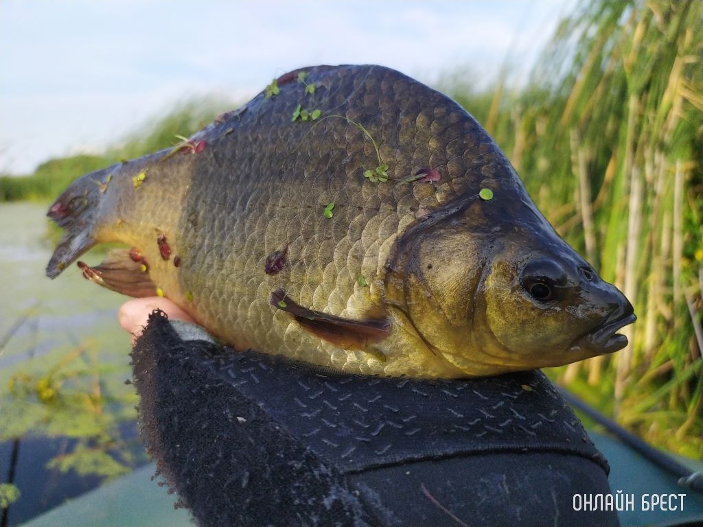 Посмотрите, какие красивые караси клюют на Мухавце. Золотой карась или карась Пятак. Редкость для наших водоемов