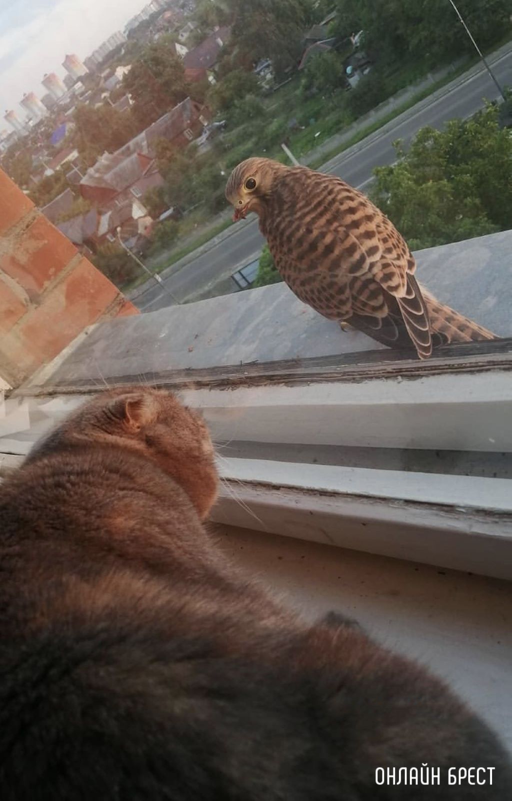 Cокол-пустельга прилетел на карниз