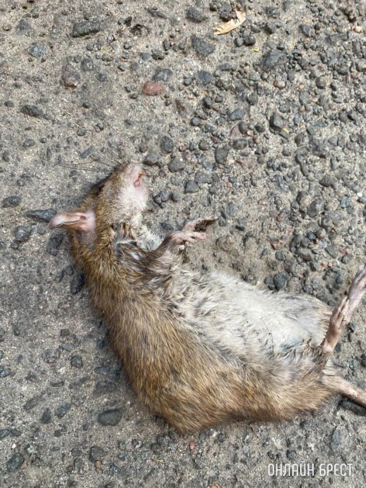 Брест, проспект Машерова, 76. Посмотрите, как затопило подвал после дождя