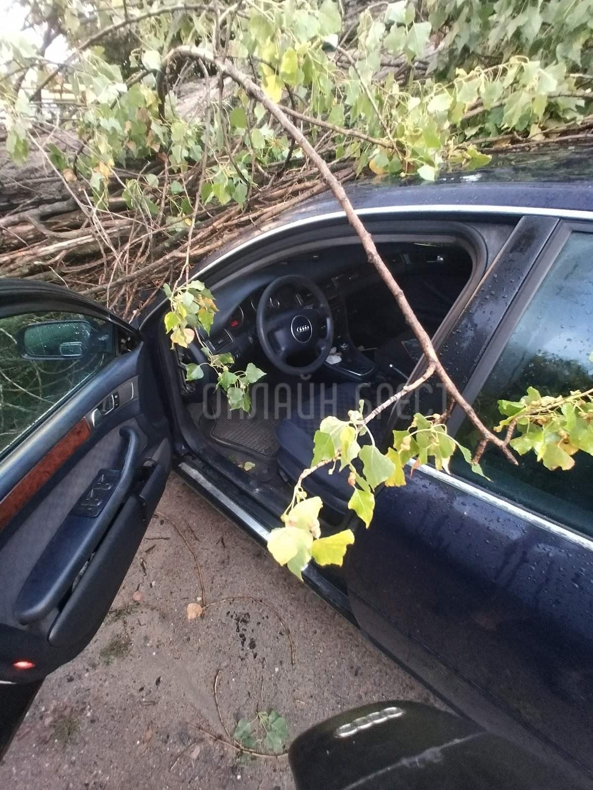 Читатель: Последствия ночной непогоды в Бресте. На ул. Куйбышева и ул. Янки Купалы деревья упали на машины