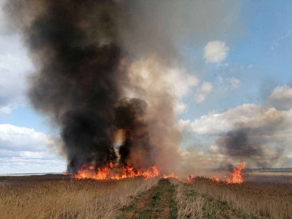 Около деревни Майск Ивацевичского района произошло возгорание сухой растительности