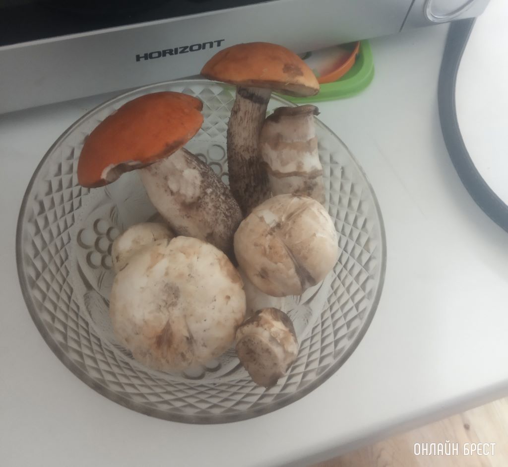 Вот такие грибочки растут прямо возле дома в Бресте