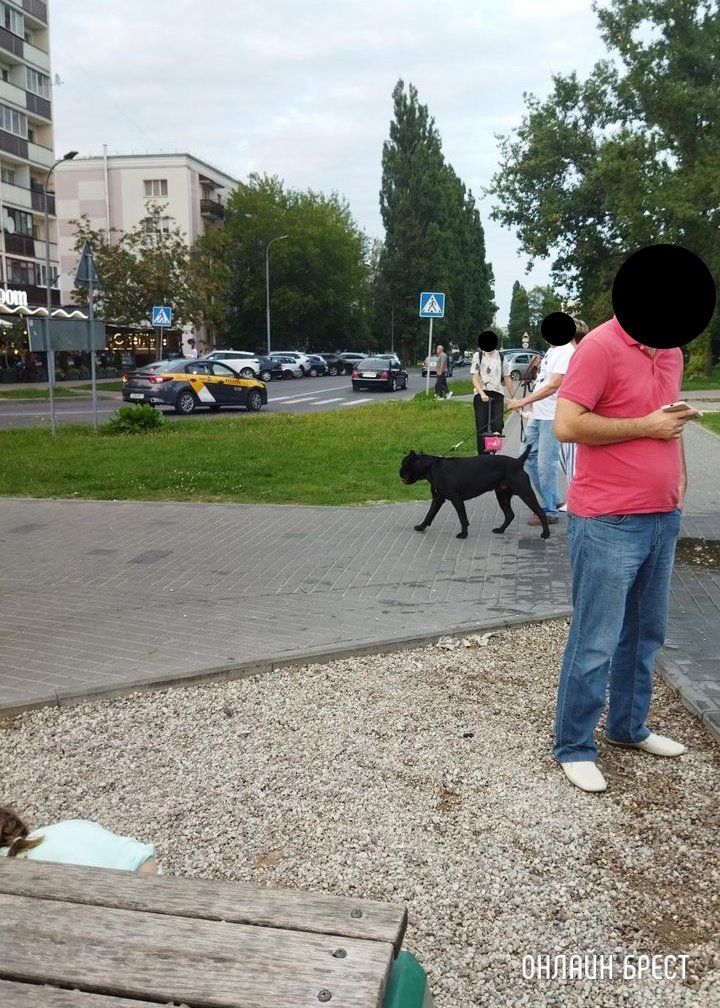 Читатель: Почему владельцы больших собак не надевают намордники своим питомцам?  Брест, Набережная
