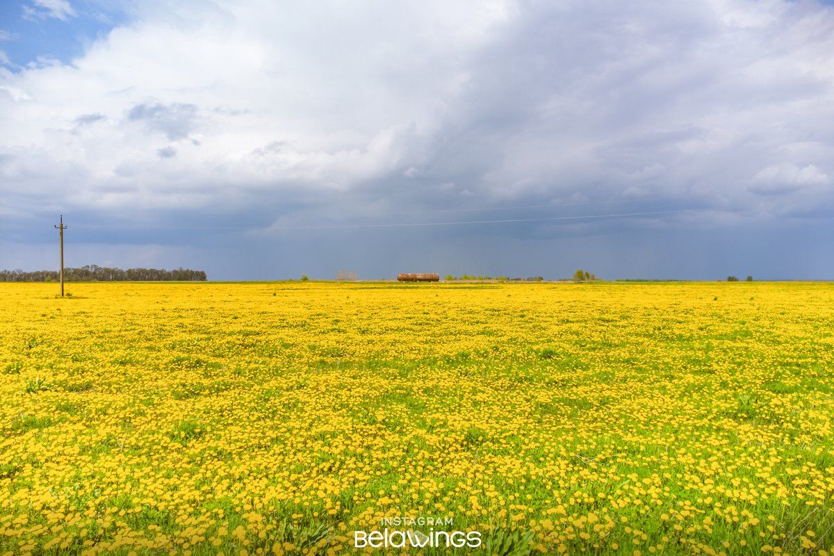 Нет, это не рапс, как вы могли подумать на первый взгляд. Это огромное поле цветущих одуванчиков недалеко от Бреста рядом с д. Братылово