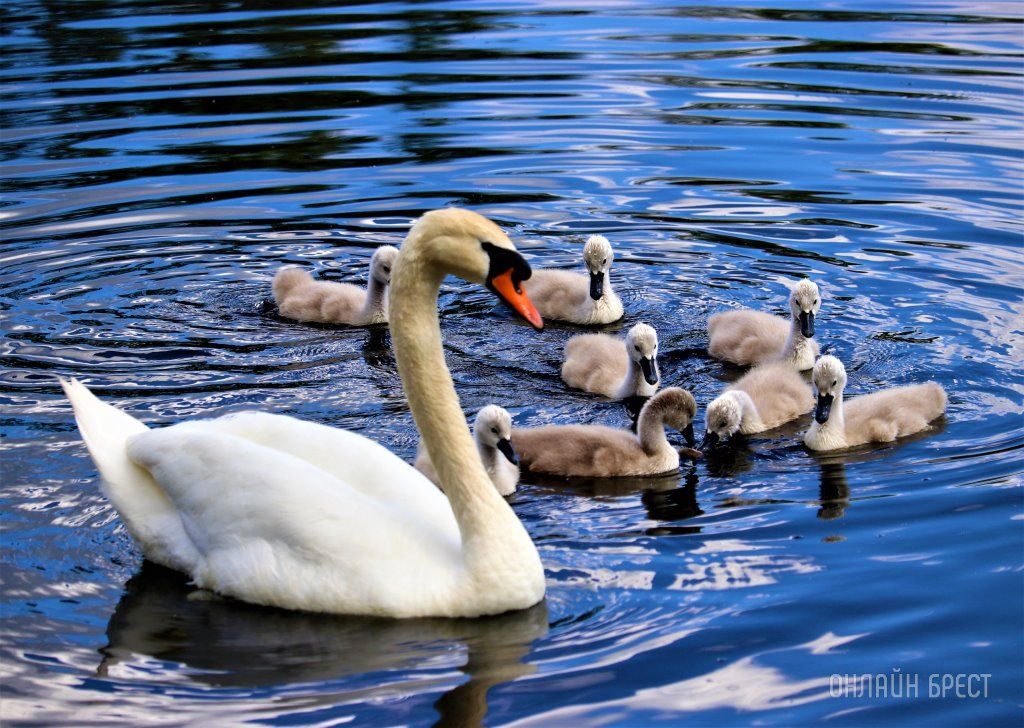 Читатель: Лебединое семейство на озере в Малоритском районе