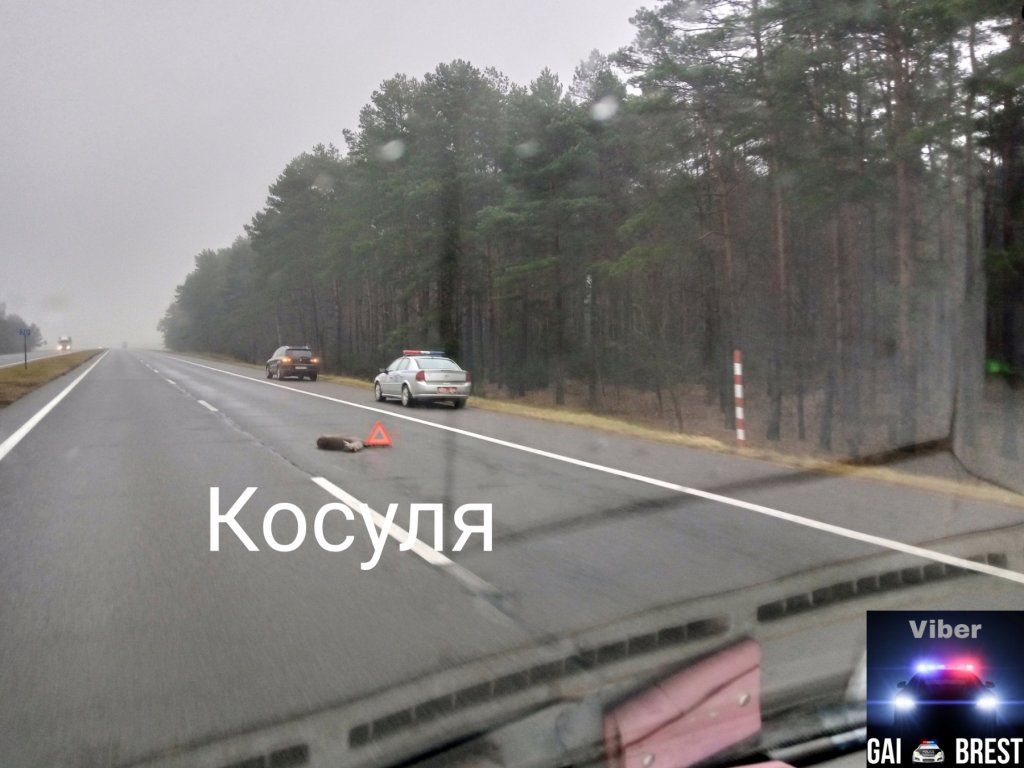 Очевидец: В Брестской области сбили косулю. М1 70км за АЗС «Газпромнефть» в сторону Минска