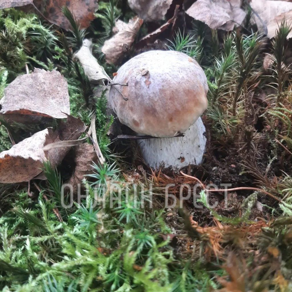 Читатель: Вот так сходили мы по грибы. Кобринский и Жабинковский район