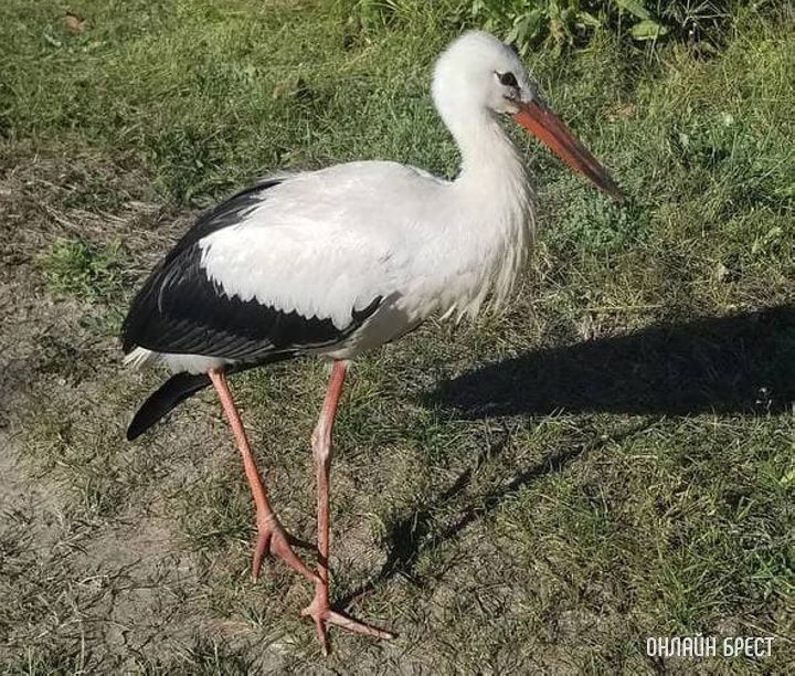 Как помочь аисту? Все видимо улетели, а он один остался...