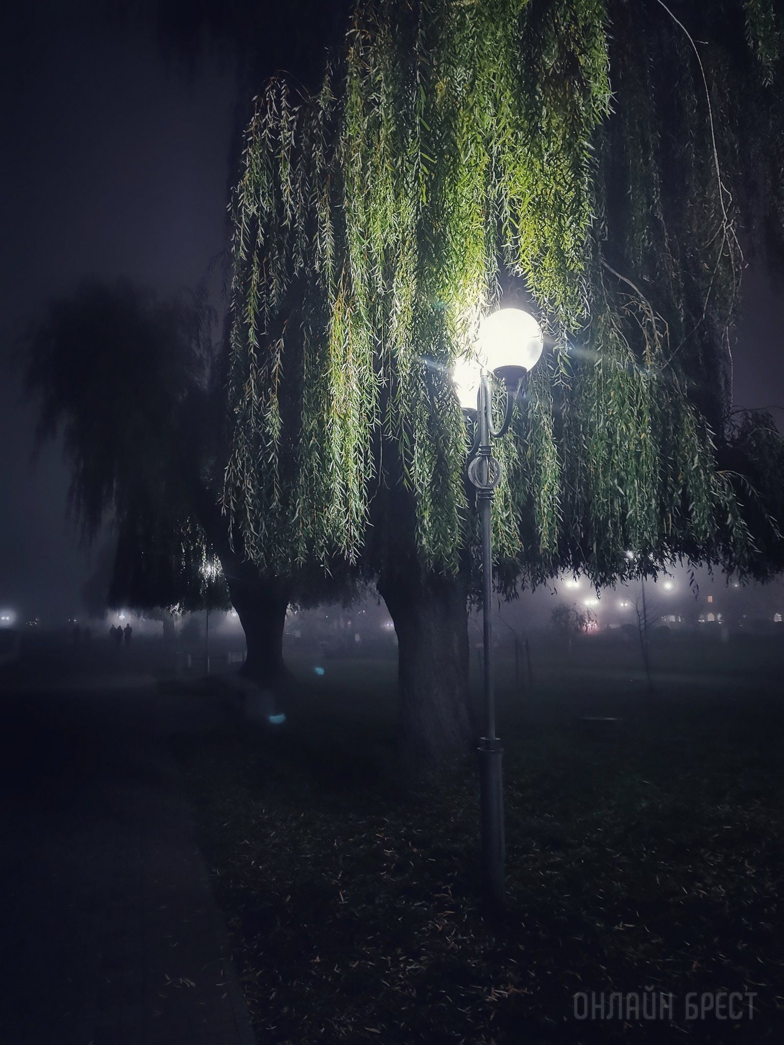 Читатель: Брест накрыло красивым туманом