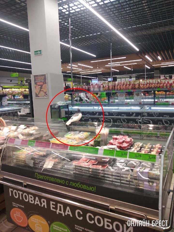 Голубь посетил Евроопт на Варшавском шоссе в Бресте :)