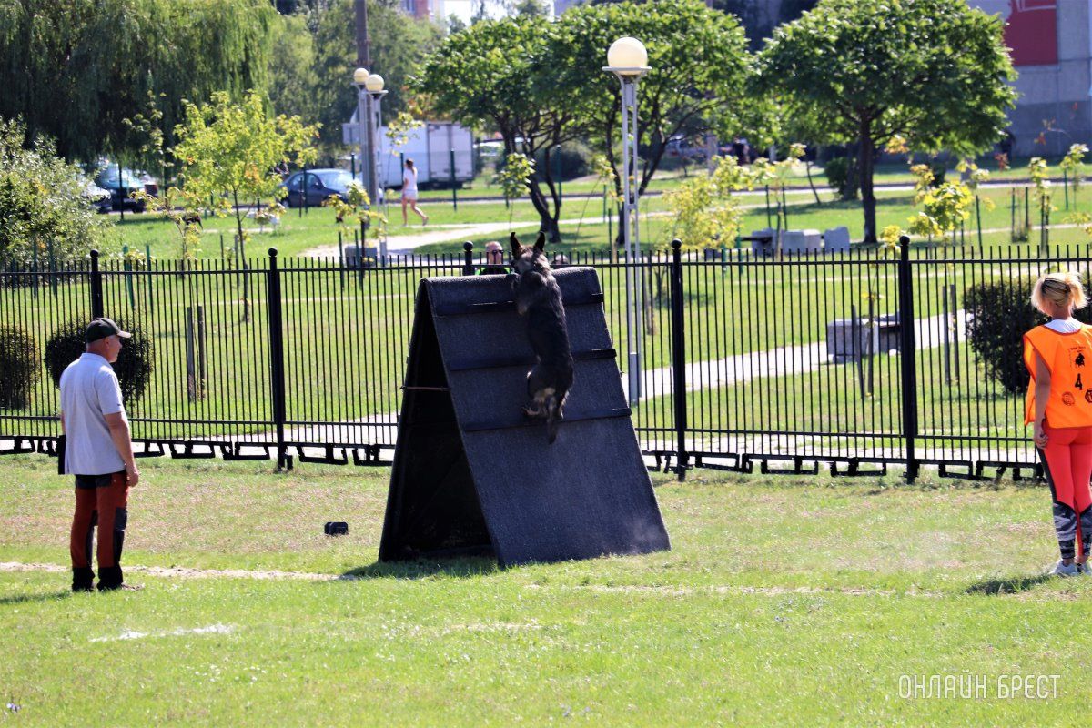 Читатель: Состязания кинологов на Гребном в Бресте. Небольшой фоторепортаж