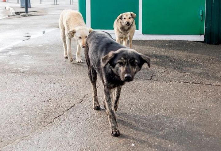 В Брестском районе в деревне Ковердяки гуляет свора собак