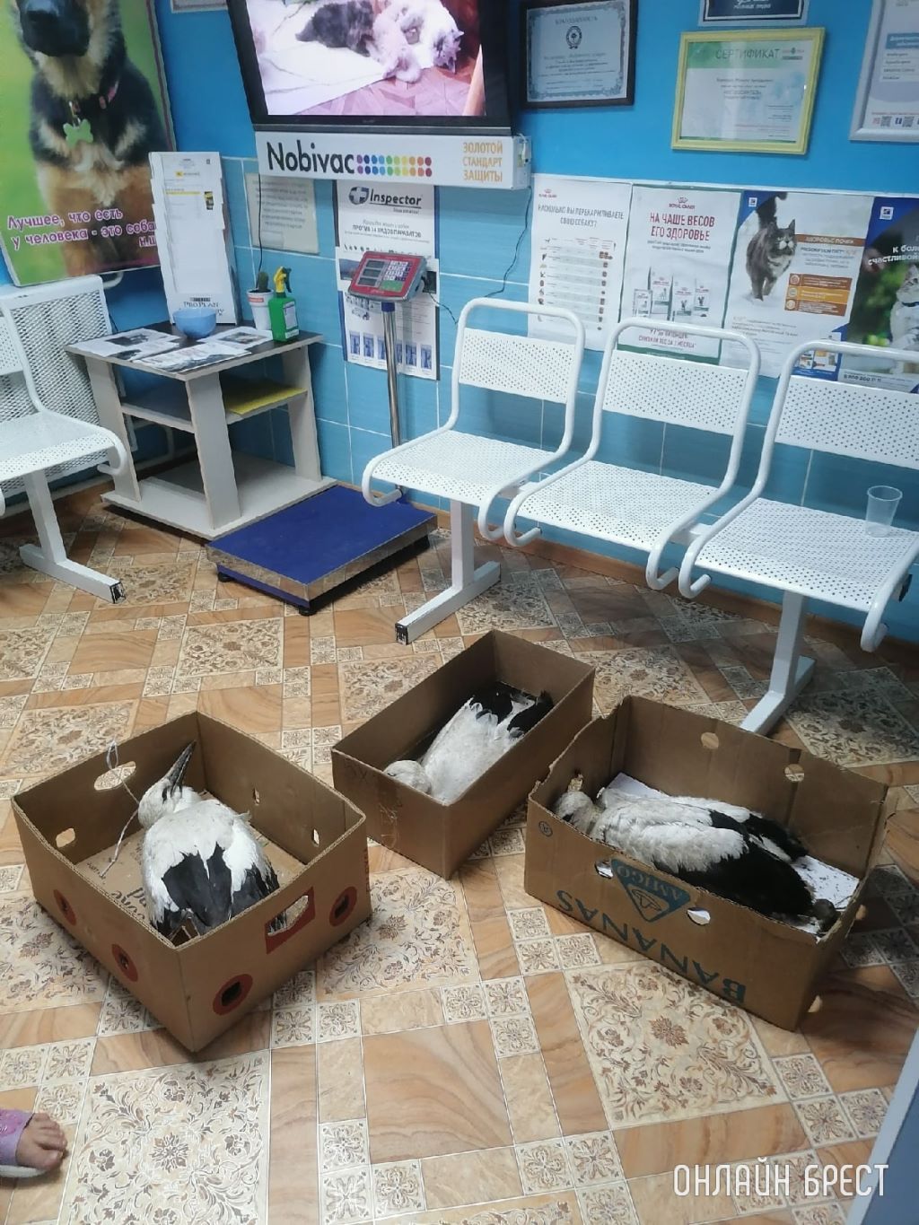 Как в Брестском районе спасали аистов