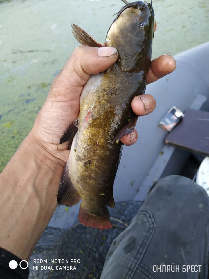 Хочется поймать щуку на кружок, а клюет это