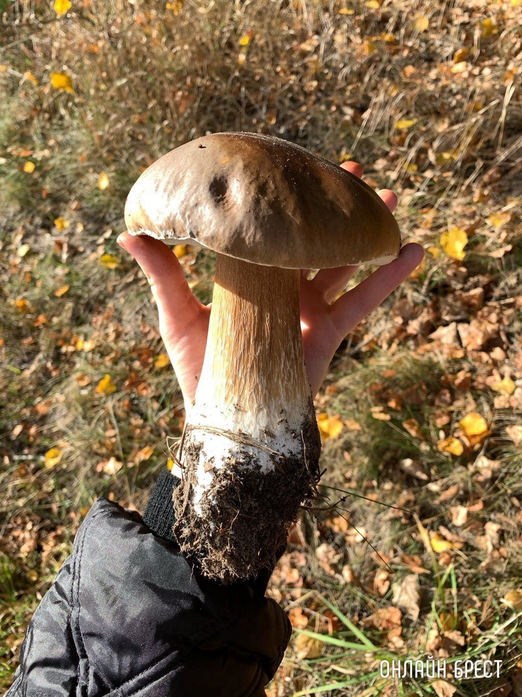Читатель: 400 грамм! Посмотрите, какой боровик мы нашли в Березовском районе