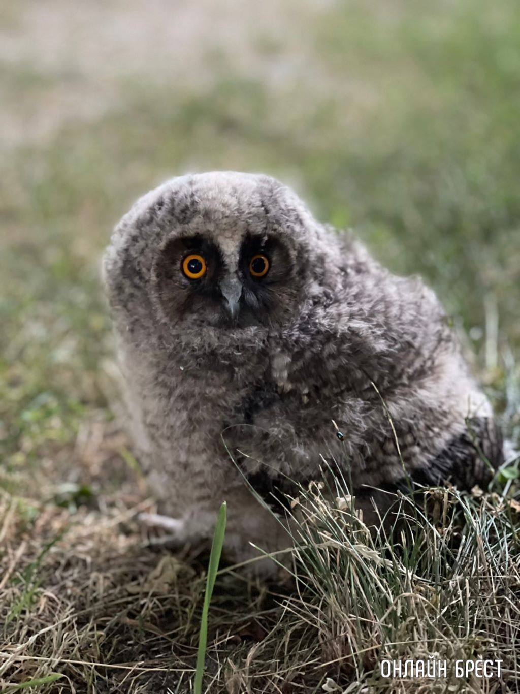 Фото сделано в городском парке Бреста