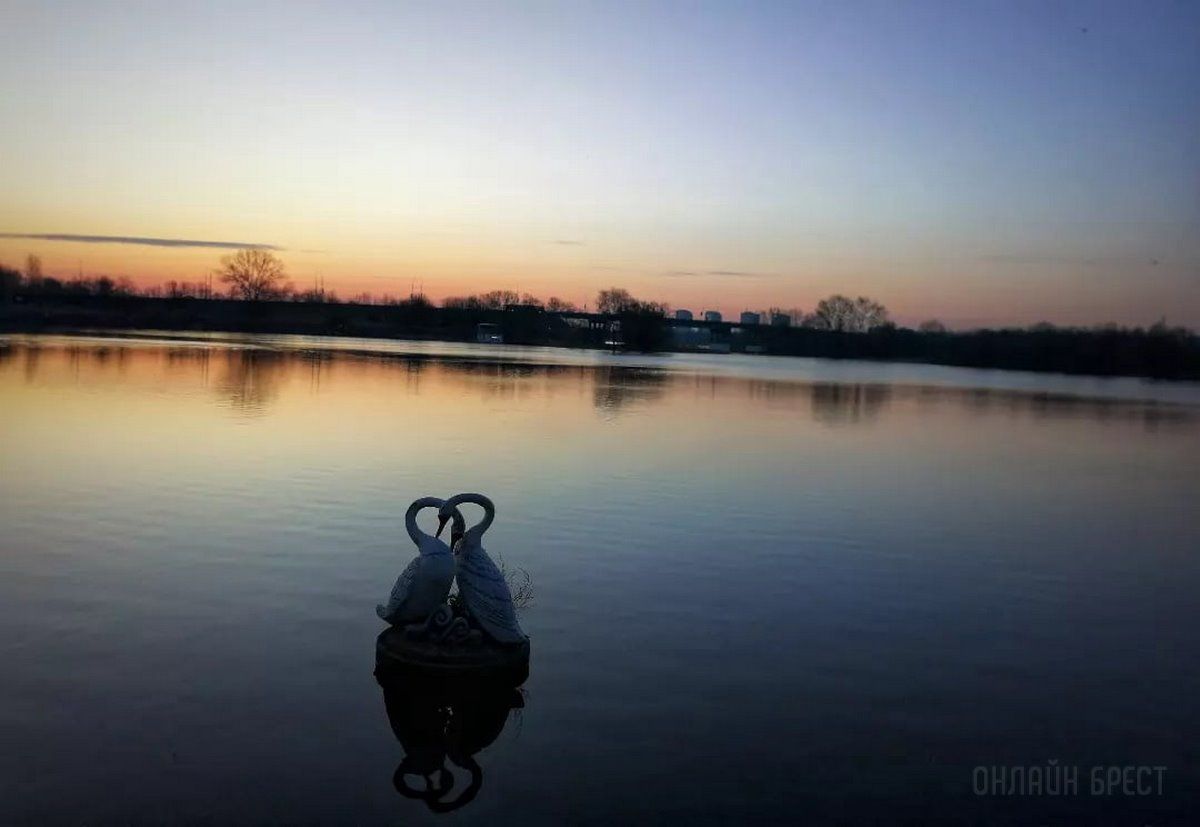 Читатель: Река и лебеди. Рассвет на Набережной Бреста