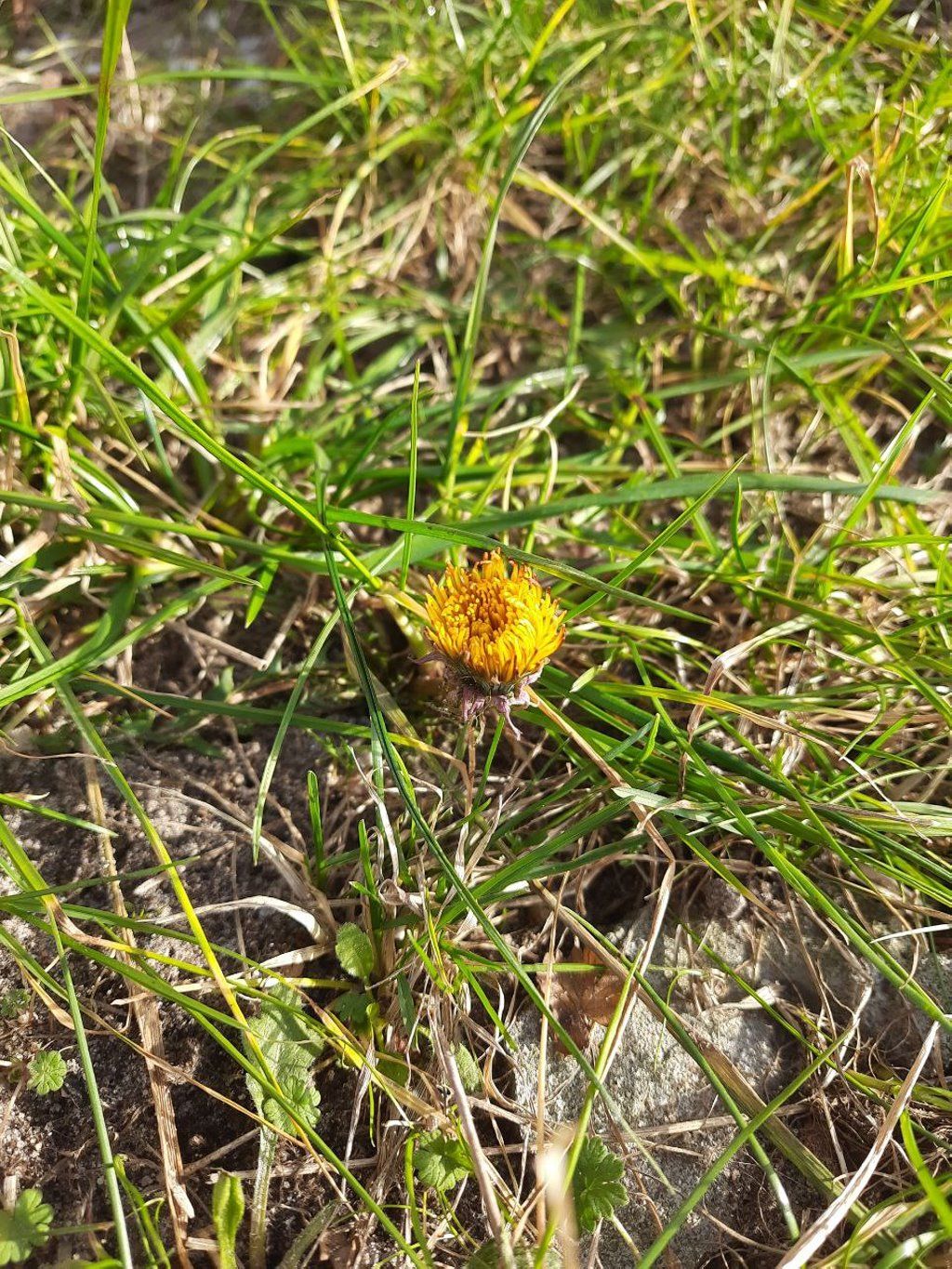 Читатель: На Дубровке в Бресте зацвёл в феврале одуванчик