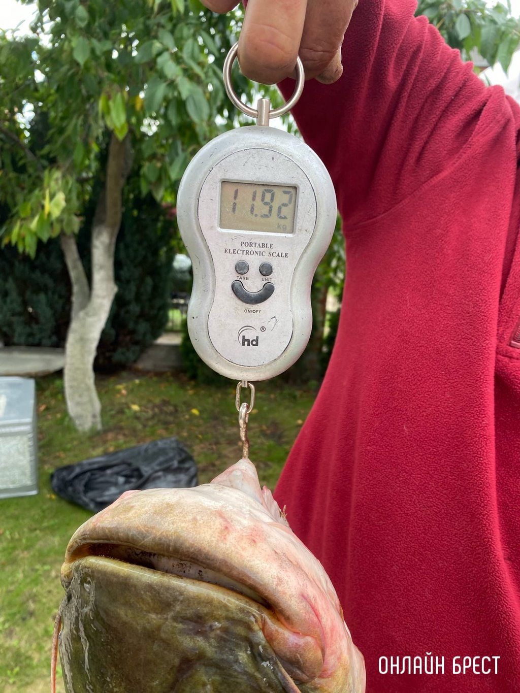 Читатель: Житель Бреста выловил в Пинском районе 12-килограммового сома