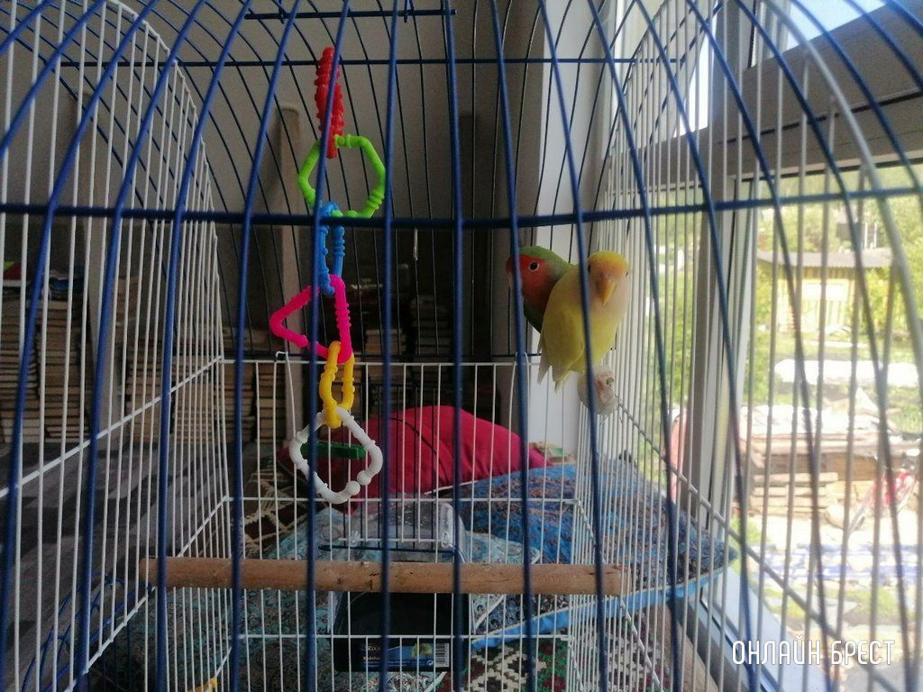 История такая: вылетел на улицу один из попугаев-неразлучников. Больше часа в его поимке мне помогал один дядя