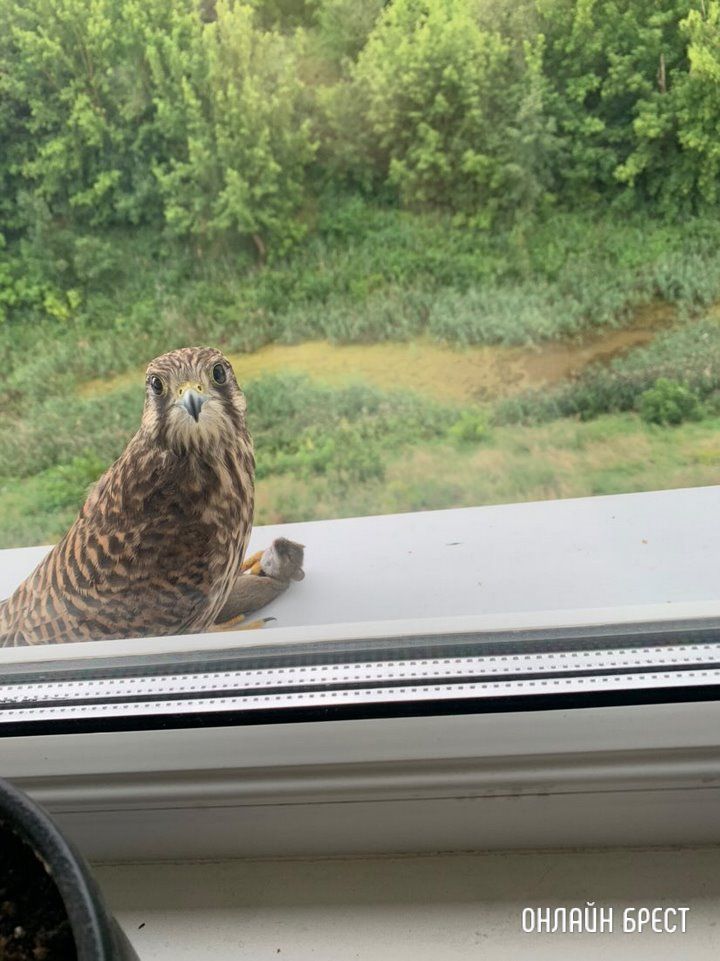 Читатель: Сокол-пустельга поселился за окном :)