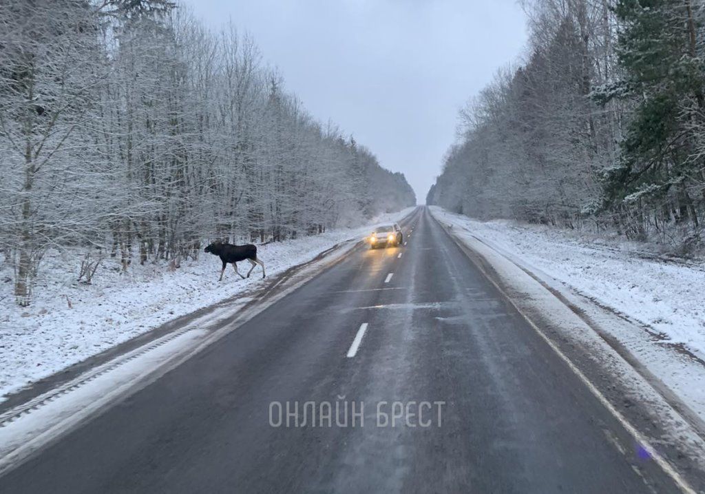 Очевидец: Лось на дороге. Брестская область, Ивацевичский район