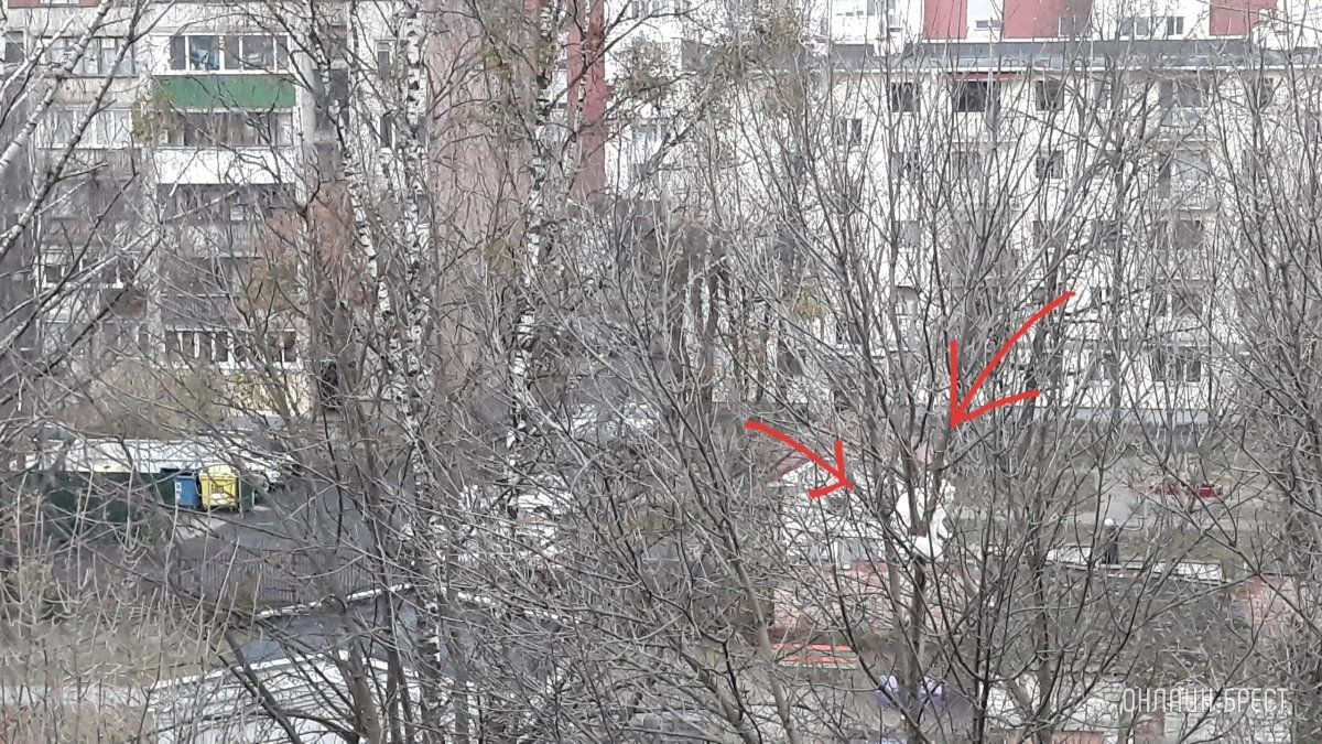 Читатель: Во дворе ясли-сада № 27 г. Бреста на дереве (уровень пятого этажа) целый день сидит белый котик