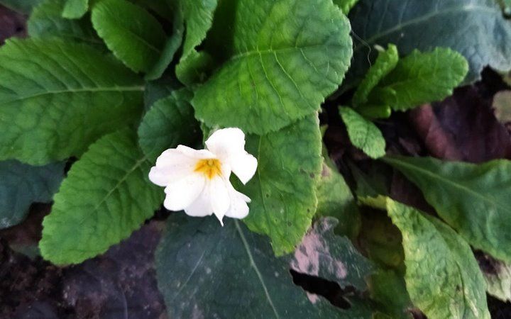 В Барановичах в ноябре зацвела примула