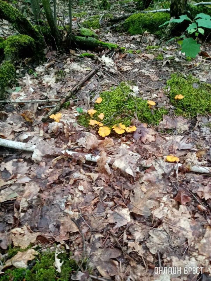 Грибной «улов» в Тельмовском лесу