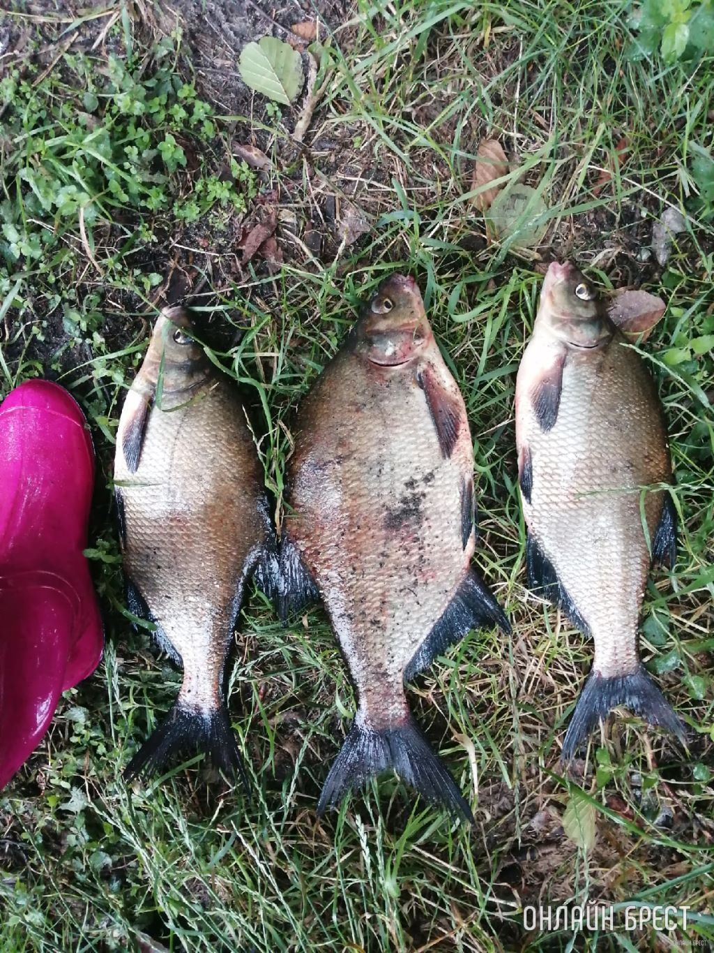 Улов Брестчанки на Мухавце