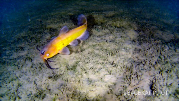 Подводная съемка. Что увидели на дне водоема в парке культуры и отдыха в Бресте