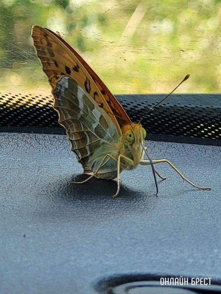 Читатель: Такая красавица прилетела. Удалось сфоткать