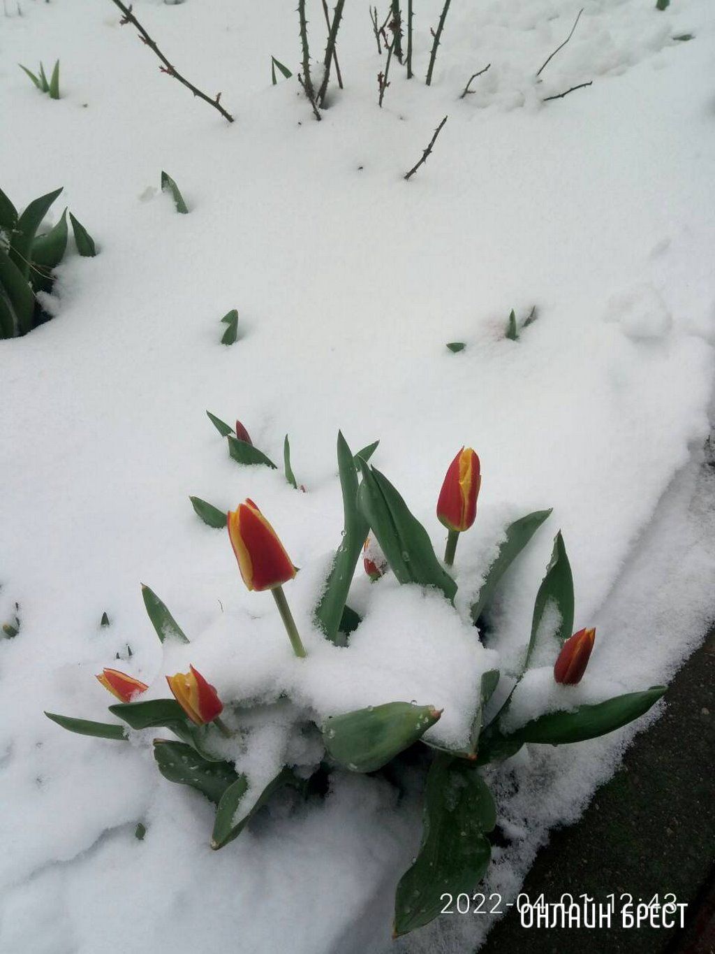 Читатель: Контраст. Цветущие деревья и снег