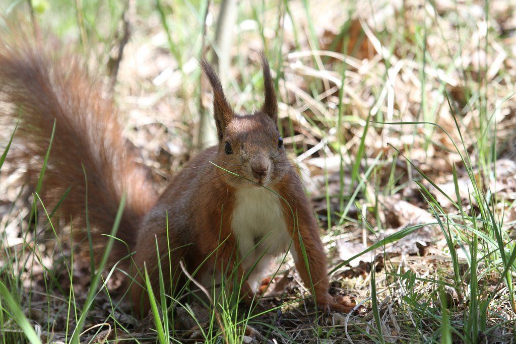 Читатель: В парке Воинов-интернационалистов много белок. Любят и выпрашивают орехи